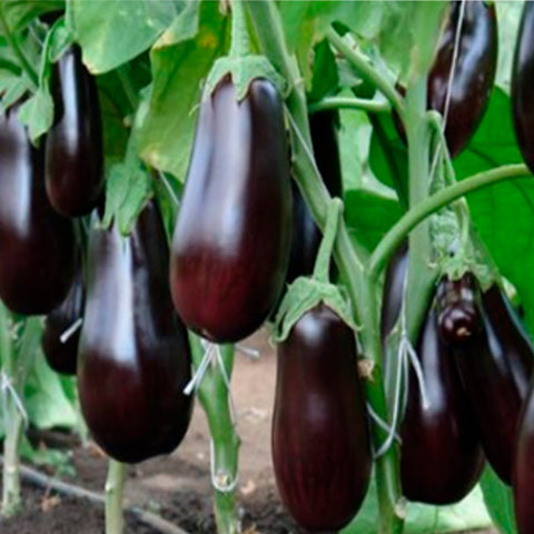 SEMILLA BERENJENA