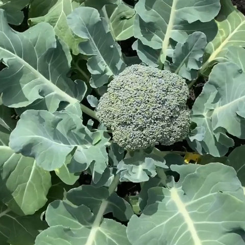 SEMILLA BROCOLI