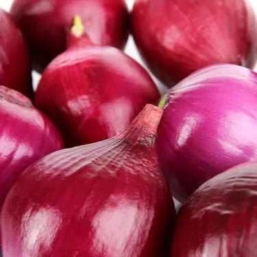 SEMILLA CEBOLLA DE GUARDA