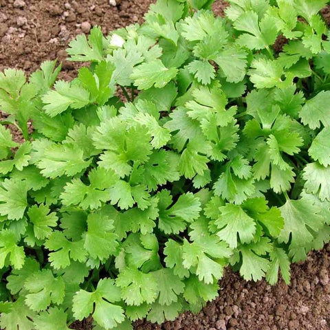 SEMILLA CILANTRO