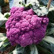 SEMILLA COLIFLOR