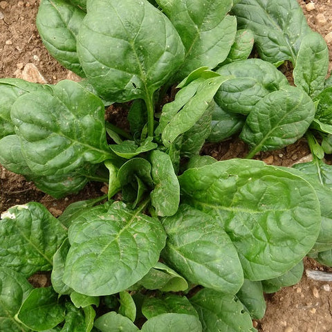 SEMILLA ESPINACA