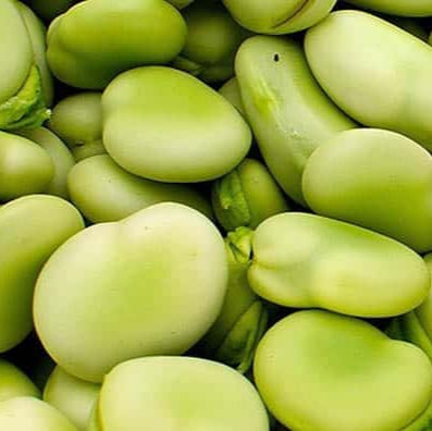 SEMILLA HABAS AGUA DULCE