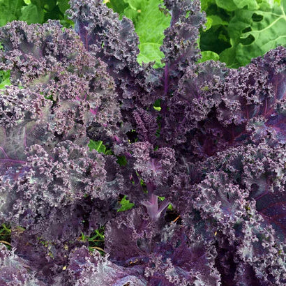 SEMILLA KALE