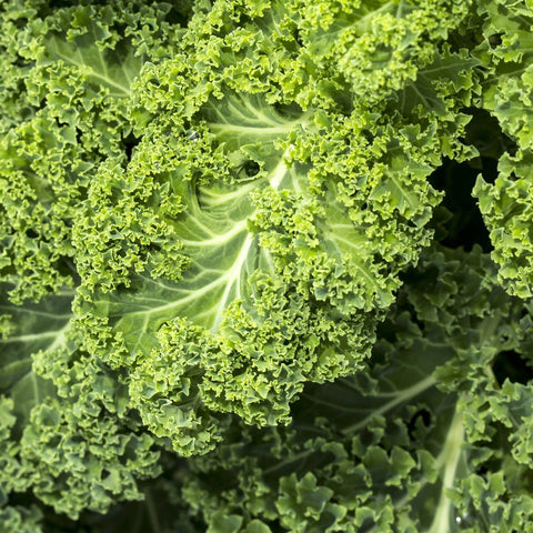 SEMILLA KALE