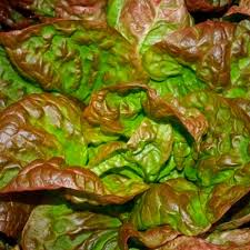 SEMILLA LECHUGA