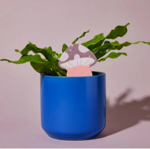 Medidor Humedad Hongo