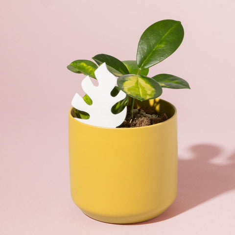 Medidor Humedad Mini Monstera