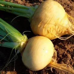 SEMILLA NABO