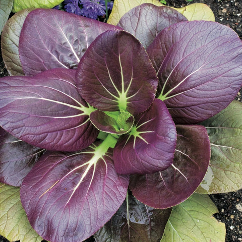 SEMILLA PAK CHOI