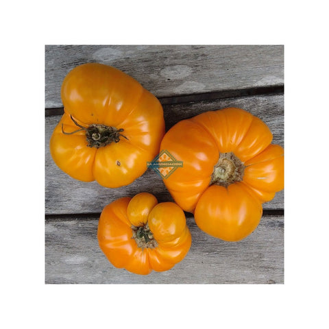 SEMILLA TOMATE