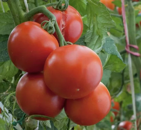 SEMILLA TOMATE